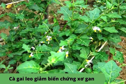 ca-gai-leo-hieu-qua-trong-giảm-bien-chung-viem-gan-xo-gan.webp